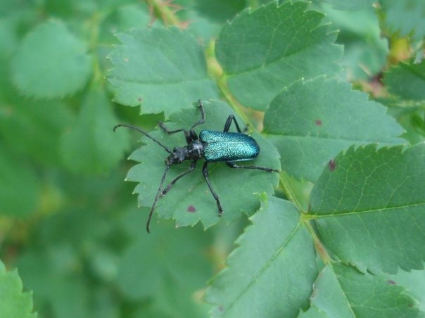 Фото насекомых (не из журнала)