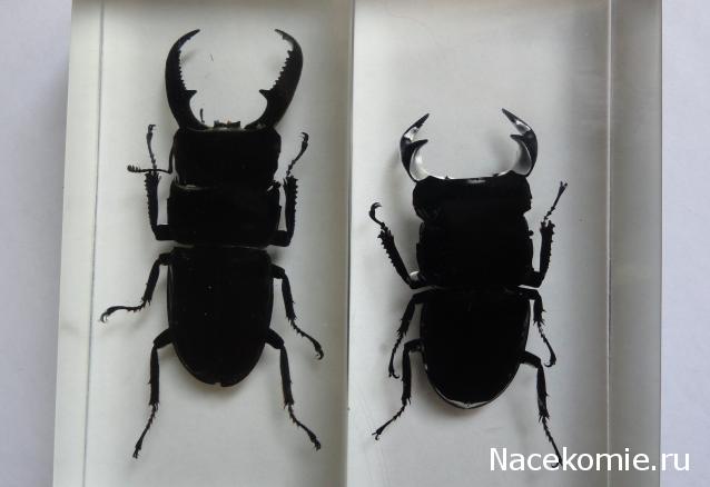 Насекомые №33 Доркус-Титан (Dorcus titanus) фото, обсуждение