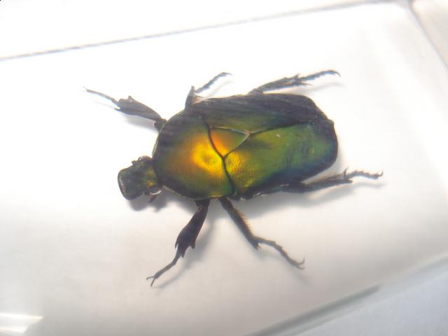 Насекомые №12 Бронзовка (Protaetia sp) фото, обсуждение