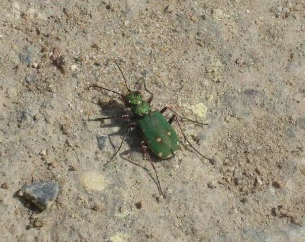 Фото насекомых (не из журнала)