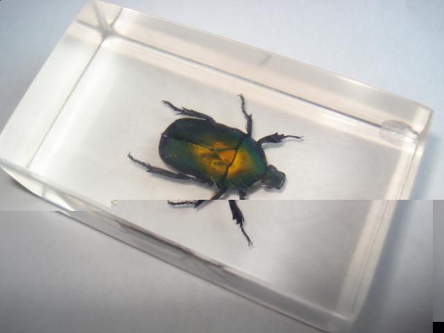 Насекомые №12 Бронзовка (Protaetia sp) фото, обсуждение