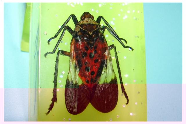 Насекомые в Акриле НЕ из Журнала