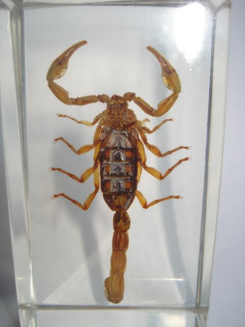 Насекомые №1 Маньчжурский Золотой Скорпион (Mesobuthus martensi) Фото