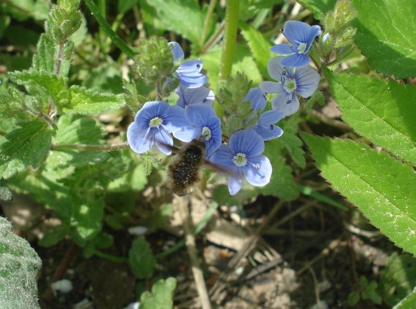 Фото насекомых (не из журнала)