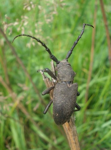 Фото насекомых (не из журнала)