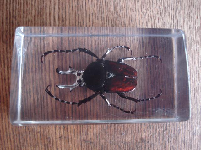 Насекомые №7 Формосская Бронзовка (Dicronocephalus) фото, обсуждение