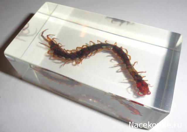 Насекомые №38 Сколопендра (Scolopendridae) фото, обсуждение
