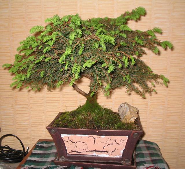 Цветы и растительность в нашем доме)