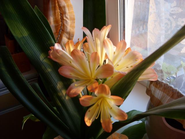 Цветы и растительность в нашем доме)