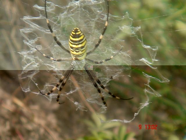 Насекомые и их знакомые 2010 График Выхода и обсуждение