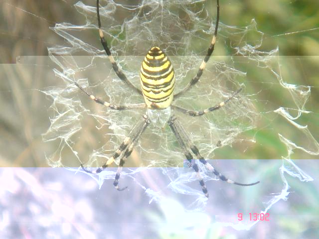 Насекомые и их знакомые 2010 График Выхода и обсуждение