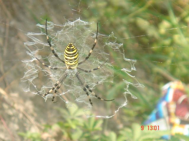 Насекомые и их знакомые 2010 График Выхода и обсуждение