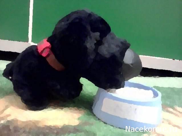 The Dog Collection 2010 - График Выхода и обсуждение