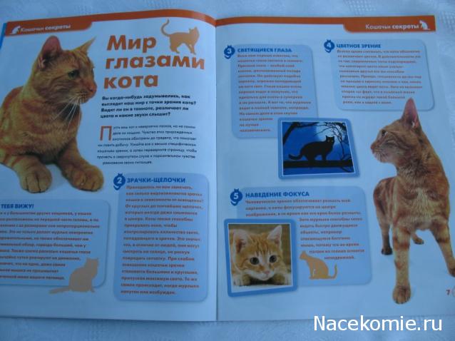 The Cat Collection № 4 Рыжий кот Фото