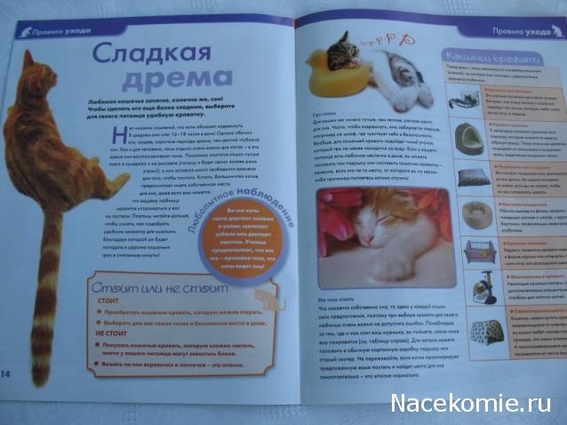 The Cat Collection № 4 Рыжий кот Фото