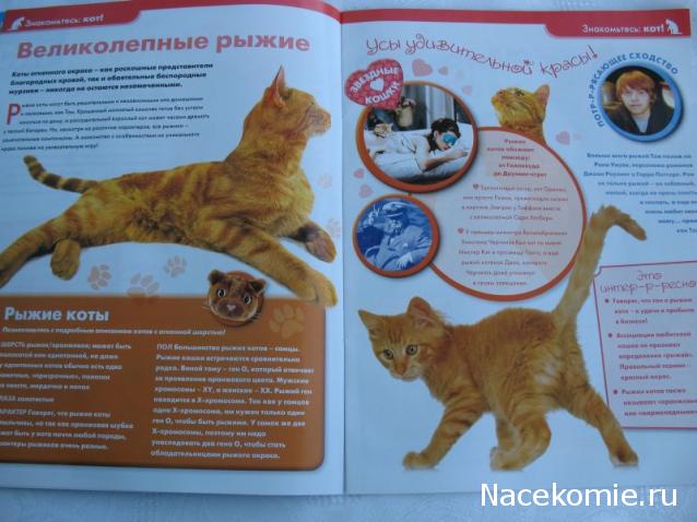 The Cat Collection № 4 Рыжий кот Фото