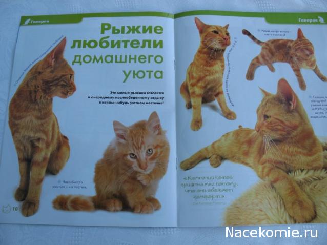 The Cat Collection № 4 Рыжий кот Фото