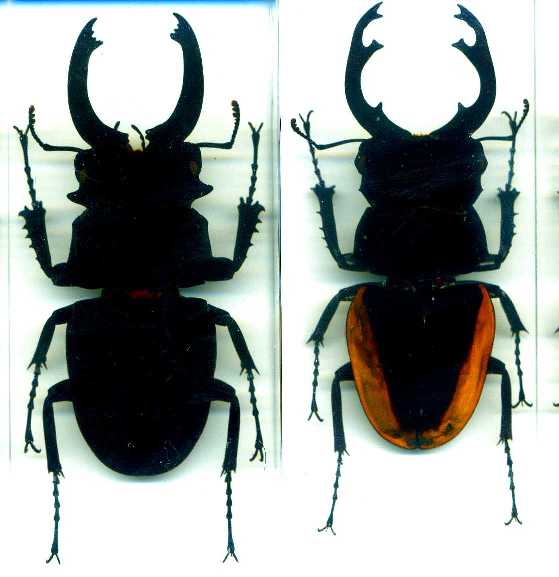 Насекомые и их знакомые 2010 График Выхода и обсуждение