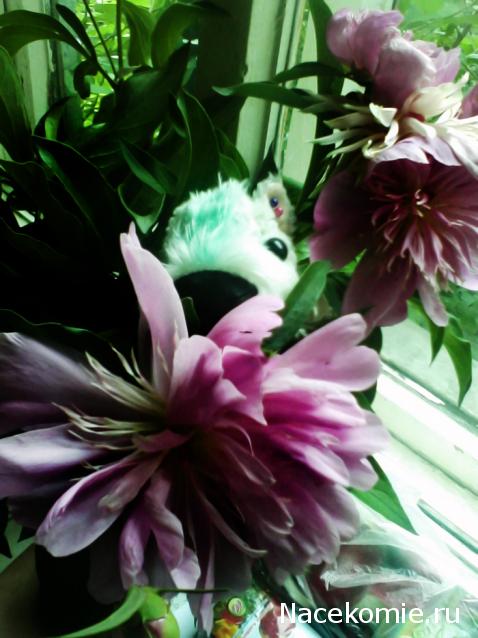 The Dog Collection 2010 - График Выхода и обсуждение