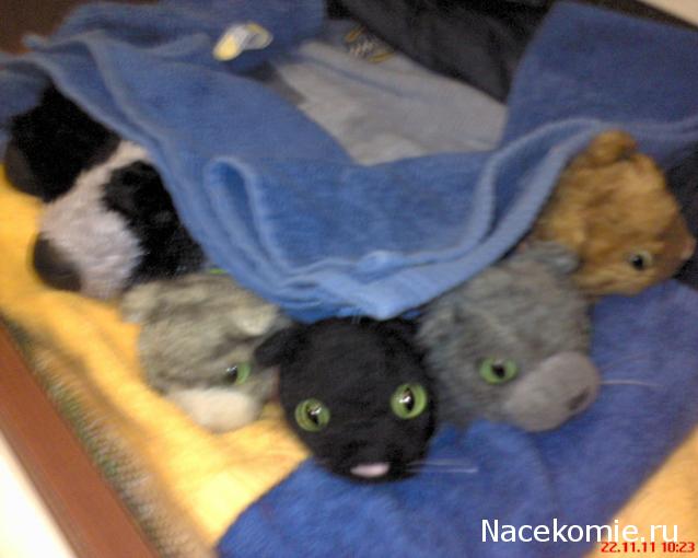 The Cat Collection График Выхода, обсуждение серии