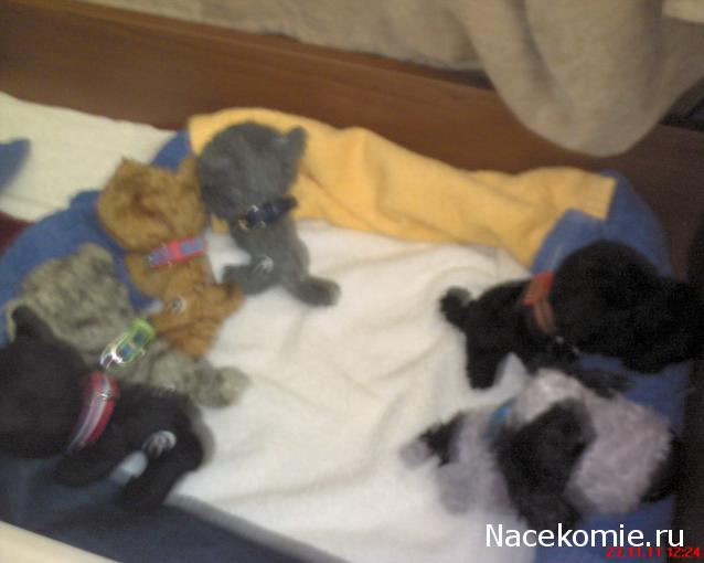 The Dog Collection 2010 - График Выхода и обсуждение