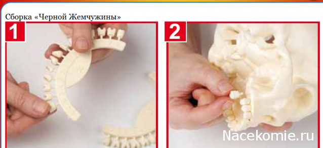 Собери и познай человеческое тело 2012 (Скелет Переиздание)