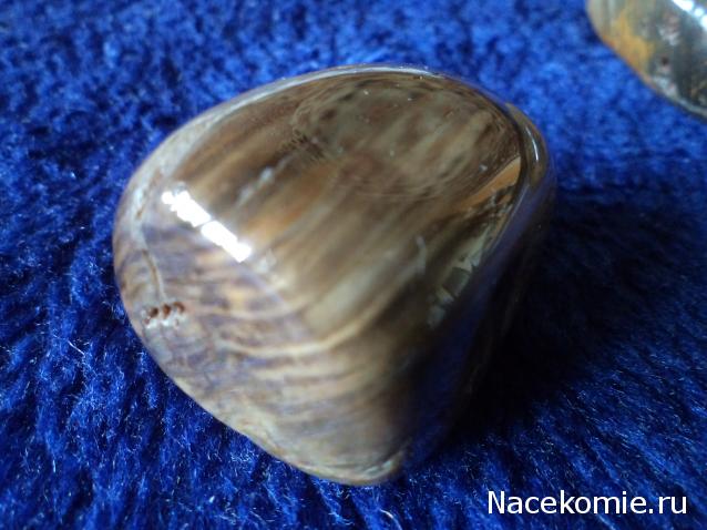 Энергия камней № 49 Древесный опал (окатанный камень) фото, обсуждение