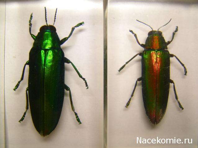 Насекомые №50 Златка (Chrysochroa fulminans) фото, обсуждение