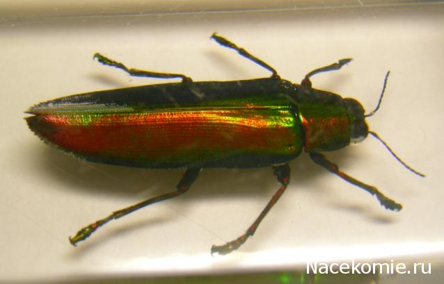 Насекомые №50 Златка (Chrysochroa fulminans) фото, обсуждение