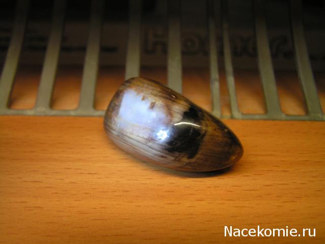 Энергия камней № 49 Древесный опал (окатанный камень) фото, обсуждение