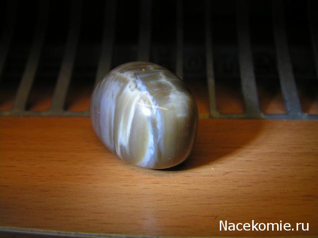 Энергия камней № 49 Древесный опал (окатанный камень) фото, обсуждение