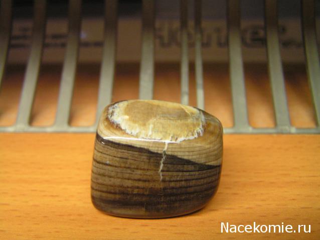 Энергия камней № 49 Древесный опал (окатанный камень) фото, обсуждение