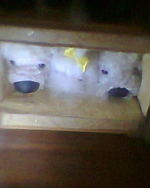 The Dog Collection №26 Мальтийская Болонка