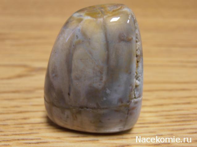 Энергия камней № 49 Древесный опал (окатанный камень) фото, обсуждение