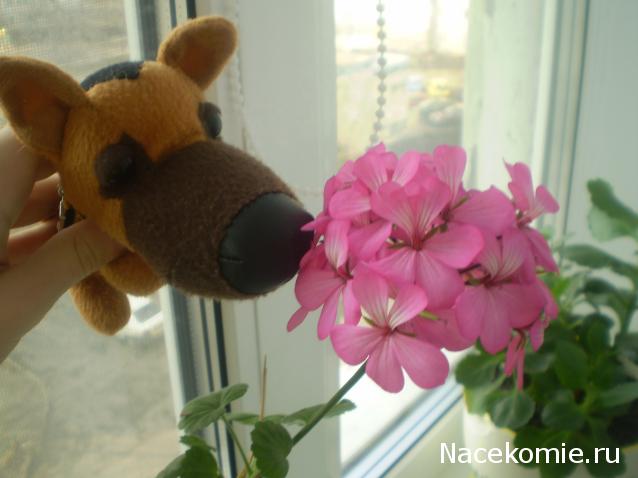 The Dog Collection 2010 - График Выхода и обсуждение