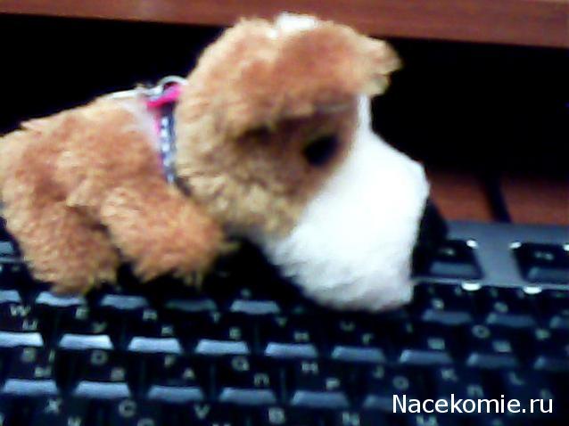 The Dog Collection 2010 - График Выхода и обсуждение