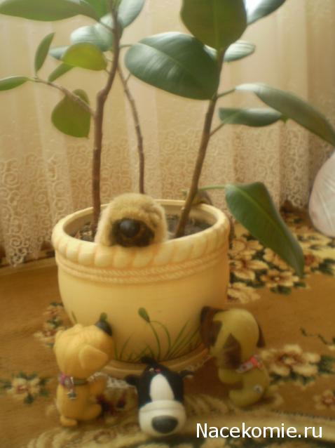 The Dog Collection 2010 - График Выхода и обсуждение