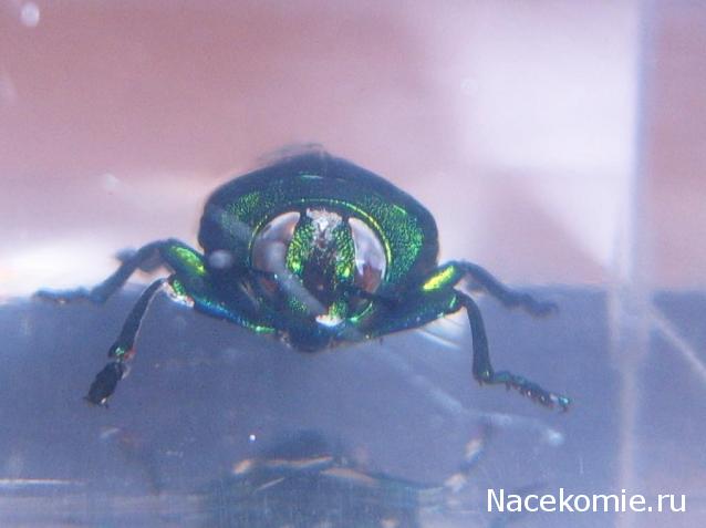 Насекомые №50 Златка (Chrysochroa fulminans) фото, обсуждение