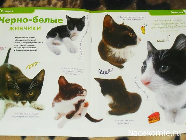 The Cat Collection №11 Чёрно-белый кот Фото