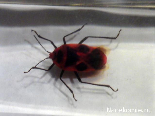 Насекомые и их знакомые 2010 График Выхода и обсуждение