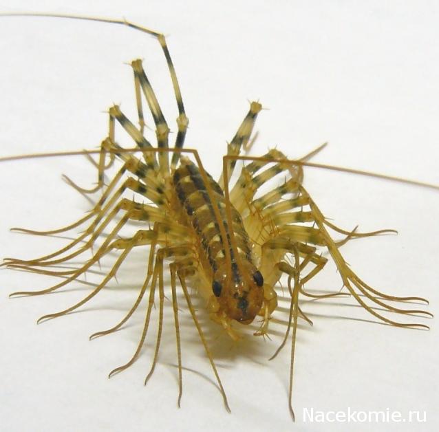 Насекомые и их знакомые 2010 График Выхода и обсуждение