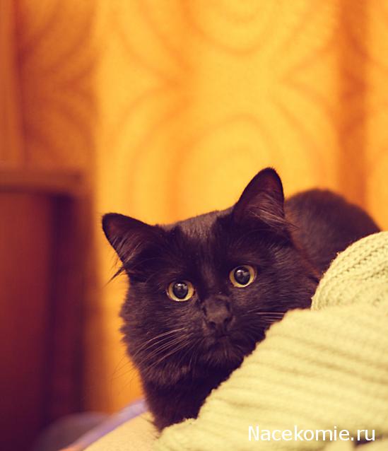 Фото кошек)))))