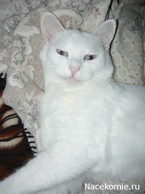 Фото кошек)))))