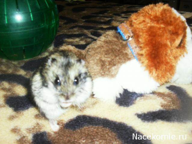 The Dog Collection №22 Бигль