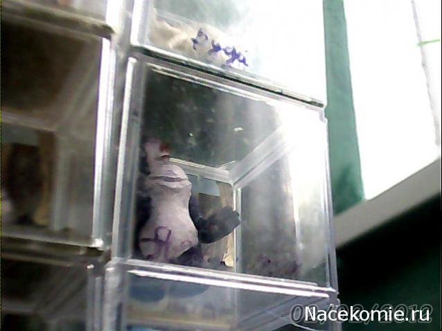 "Ледниковый период. Коллекция животных" Журнал с игрушкой