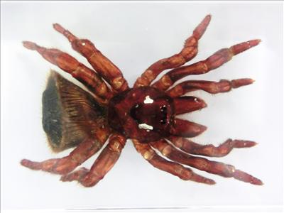 Насекомые и их знакомые 2010 График Выхода и обсуждение