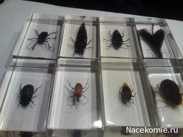 Насекомые и их знакомые 2010 График Выхода и обсуждение