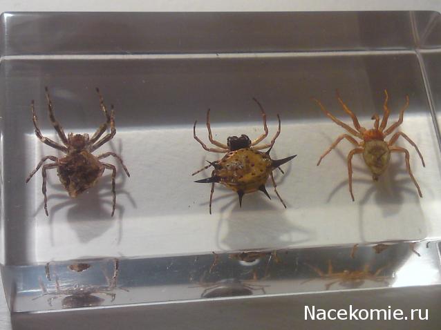 Насекомые и их знакомые 2010 График Выхода и обсуждение