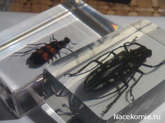 Насекомые и их знакомые 2010 График Выхода и обсуждение