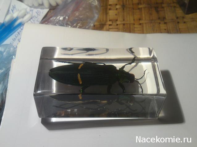 Насекомые и их знакомые 2010 График Выхода и обсуждение